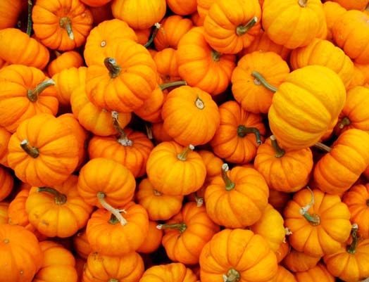 zucca