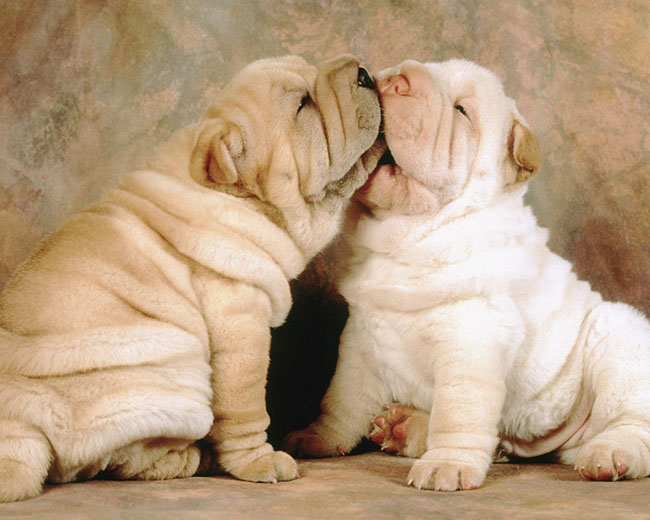 cuccioli3