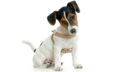 Quanto costa mantenere un cane di taglia piccola