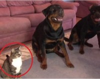 Un gatto che esegue gli ordini come un cane, ammaestrato alla grande