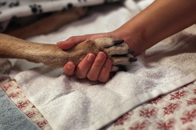 Veterinarian Makes Home Visits To Euthanize Dying Pets