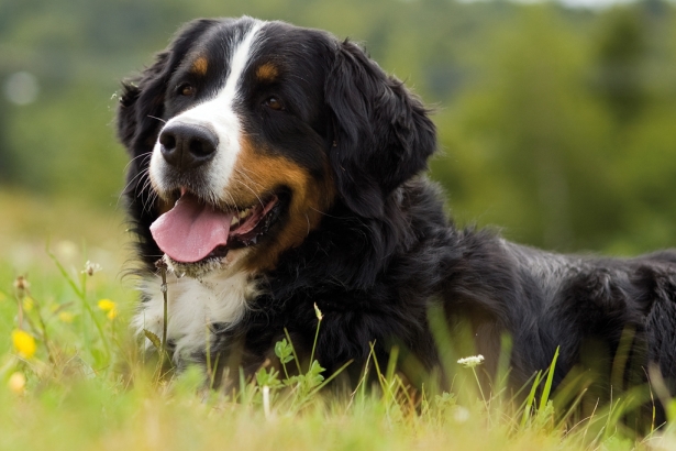 Bovaro_del_bernese_2