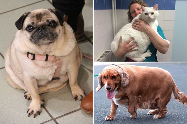 PDSA-Pet-Fit-Club-main