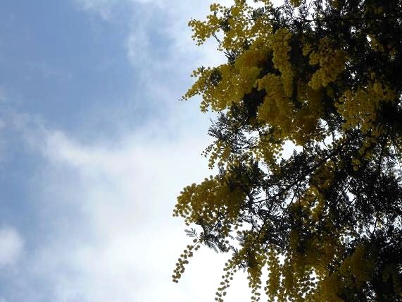 mimosa