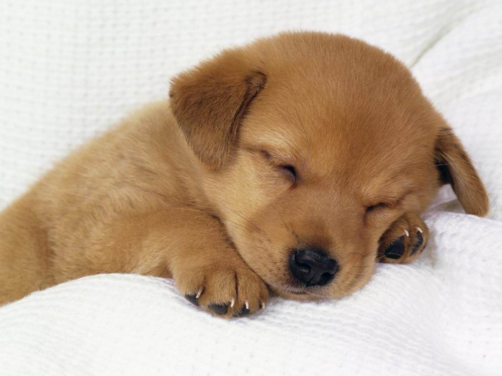 CANE