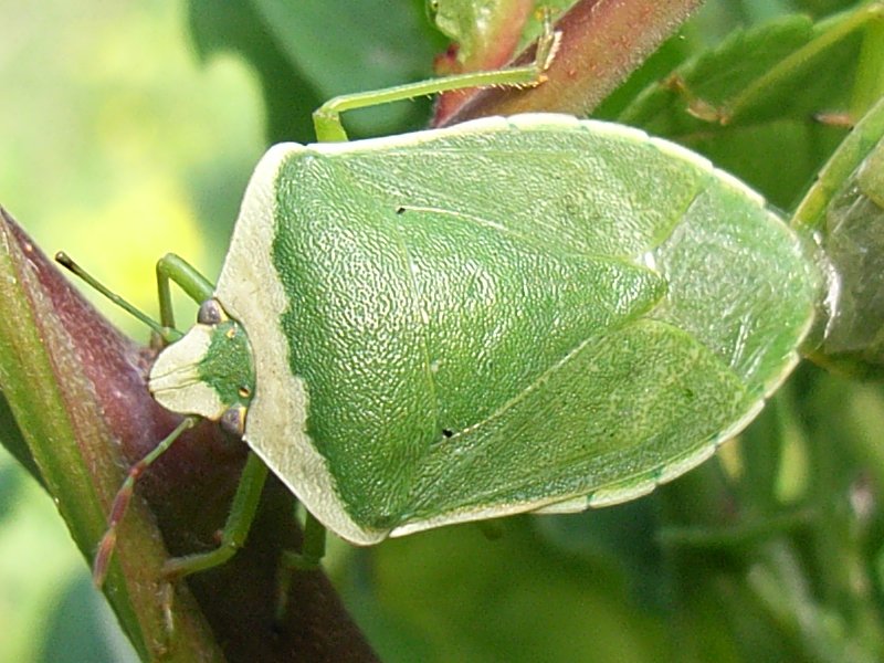 Cimice-verde-nezara