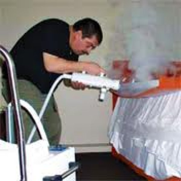 Cimici Da Letto Da Dove Vengono