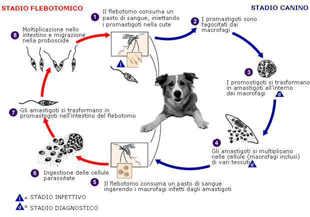 leishmaniosi cane sintomi leishmaniosi cane sintomi