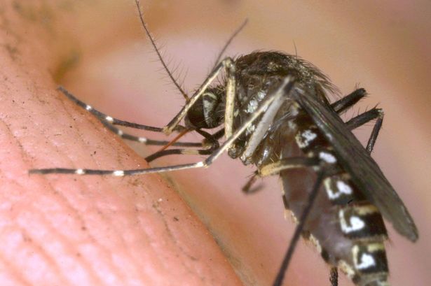mosquito