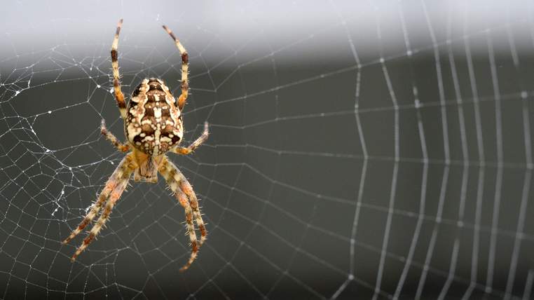 SPIDER-FEATURE