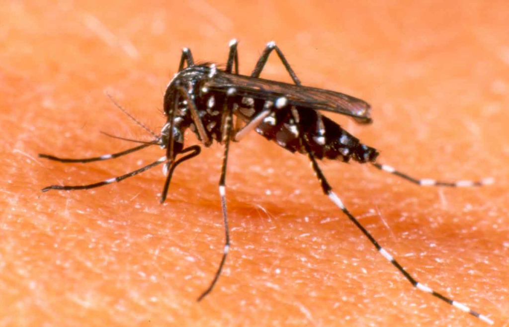 Aedes-Aegypti