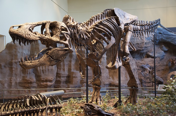 Tyrannosaurus_Rex