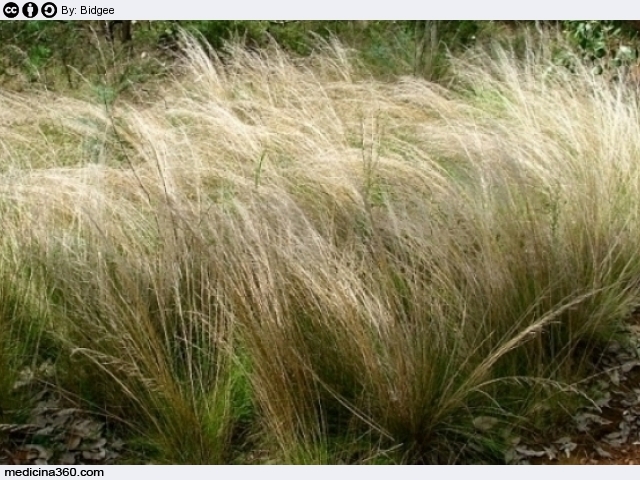 graminacee piante allergie quali sono graminacee piante allergie quali sono