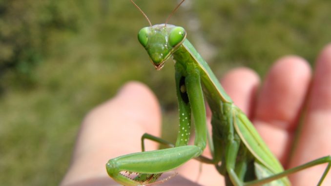 mantide religiosa mantide religiosa