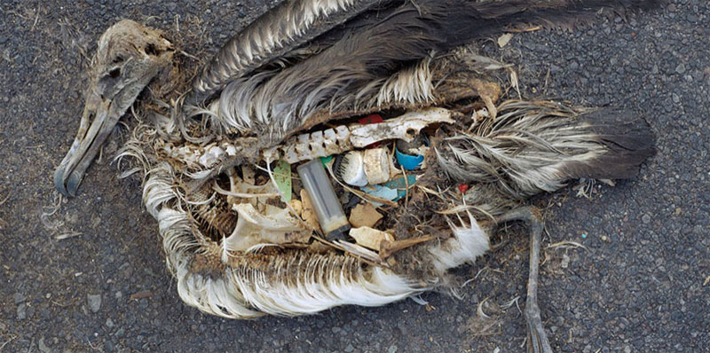 seagulls_stomach_01