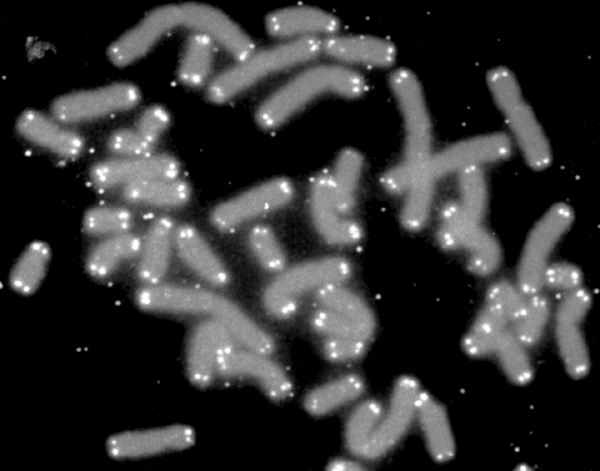telomere_caps