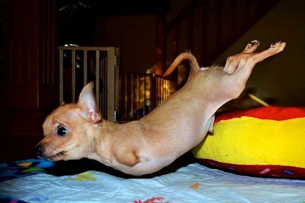 Rocket-the-two-legged-chihuahua