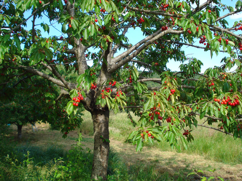 albero-di-ciliegie
