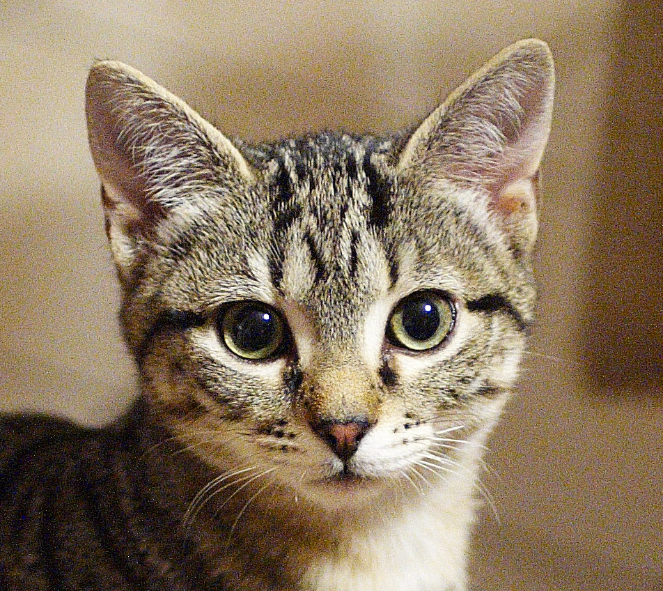 gatto schizofrenia