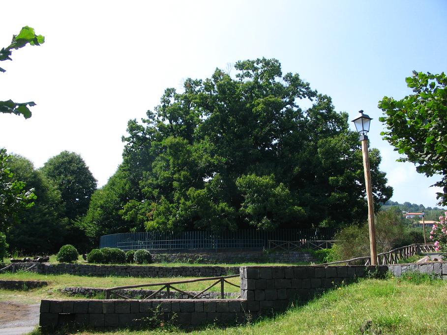 Castagno_dei_Cento_Cavalli