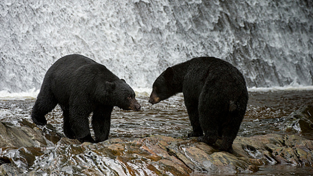 American black bears (Ursus americanus) at waterfall at