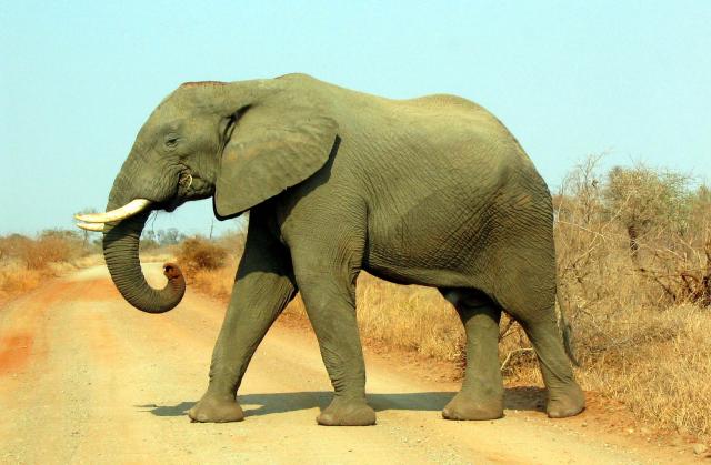 elefante