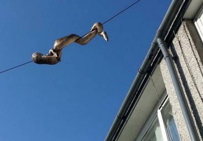 serpente
