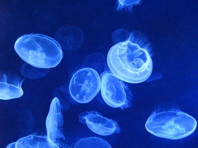 meduse