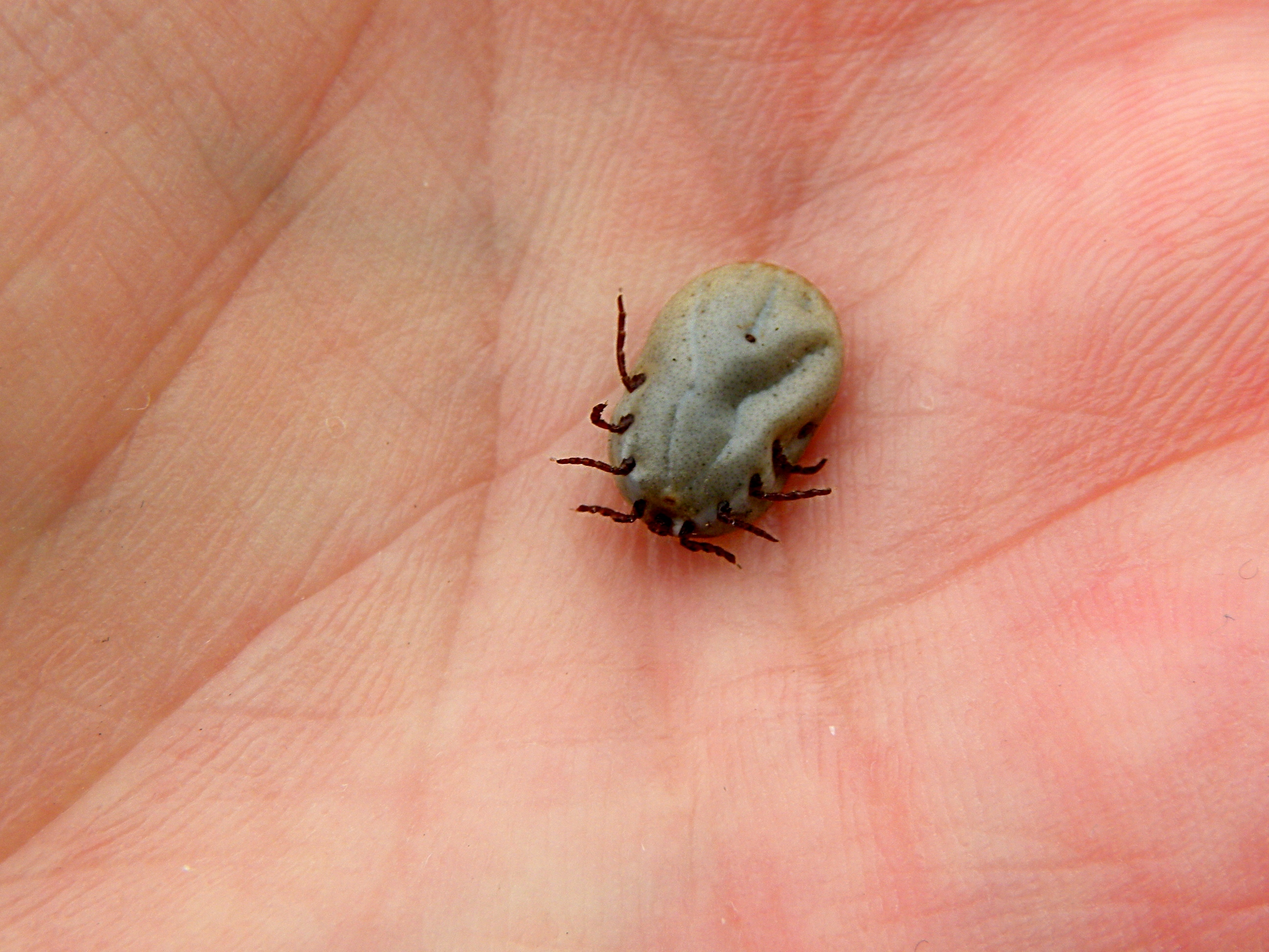 zecca-Ixodes_ricinus_2