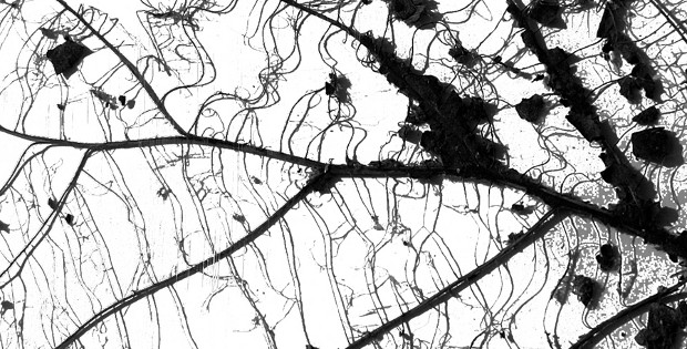 12318_170_mostra vivipavia