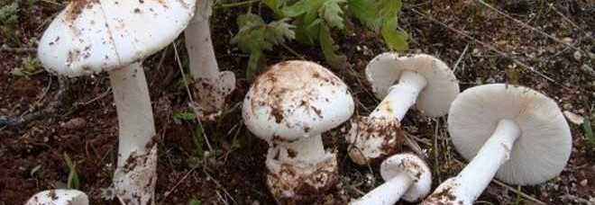 20151011_c2_funghi