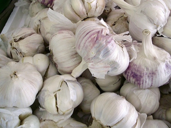 aglio-fonte-flickr-autore-mullica-2