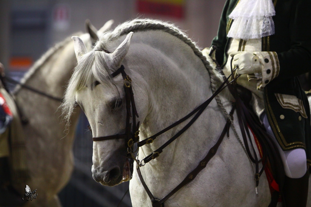 saloneiberjpg-fieracavalli