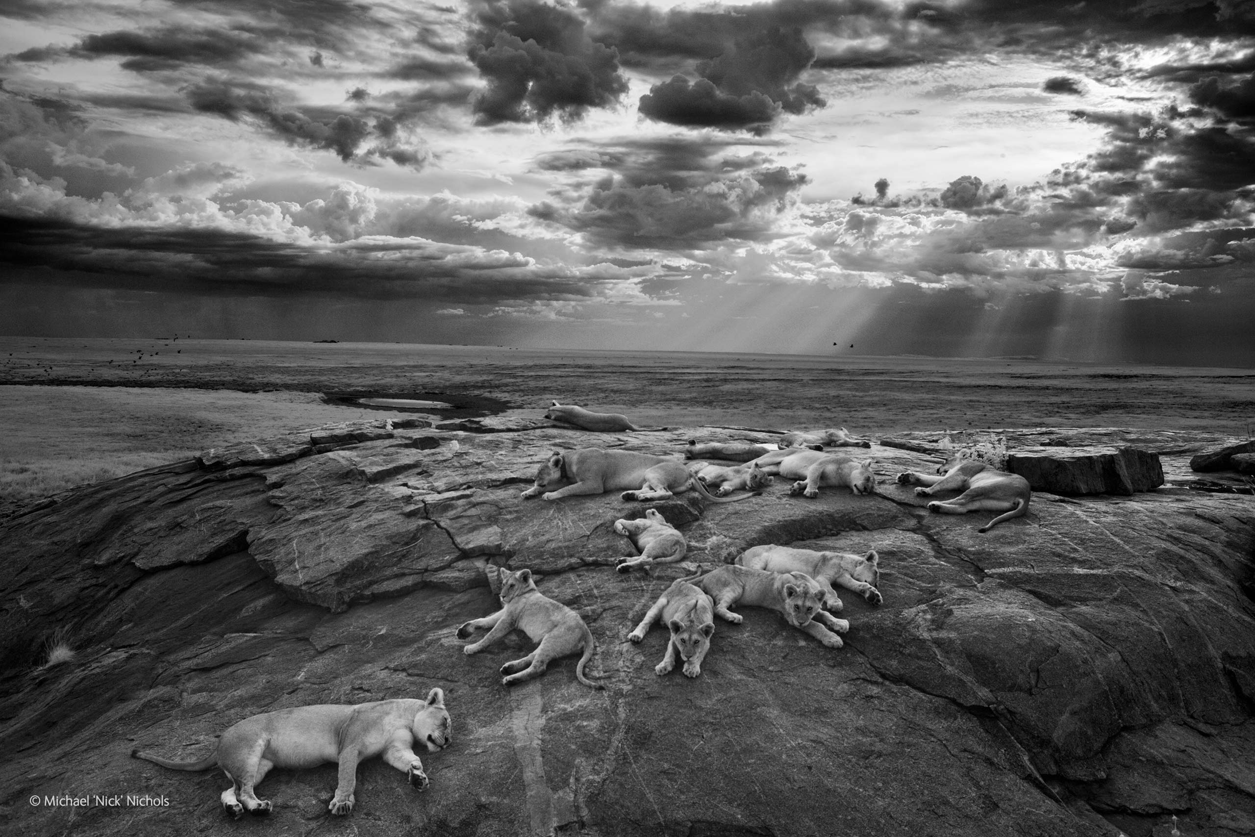 Wildlife Photographer of the Year a Milano Wildlife Photographer of the Year a Milano