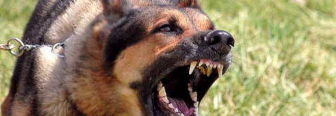Military Working Dogs