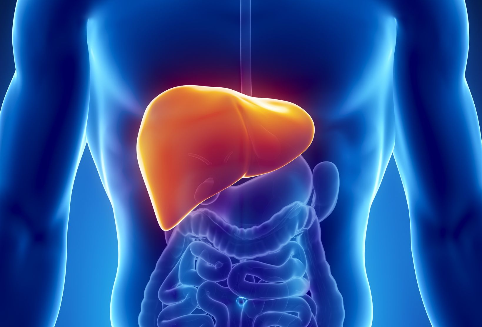 Male liver anatomy with digestive organs