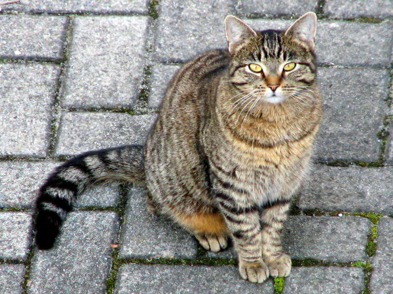 gatto