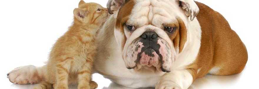 20151208_bigstock-cat-and-dog-cute-kitten-whis-18186770