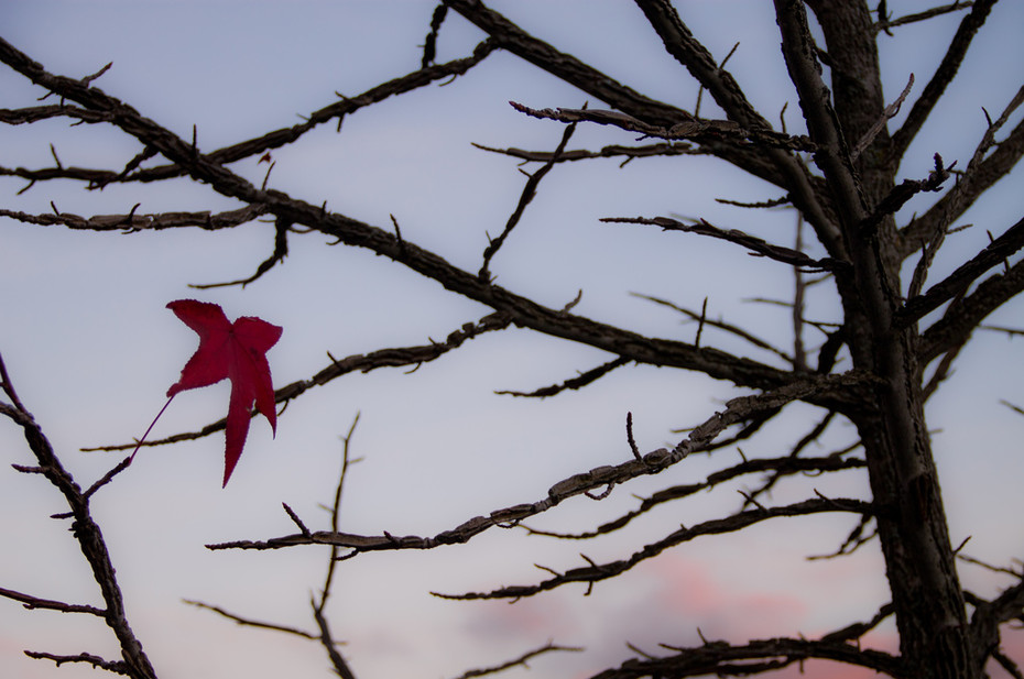 sistacomedautunno