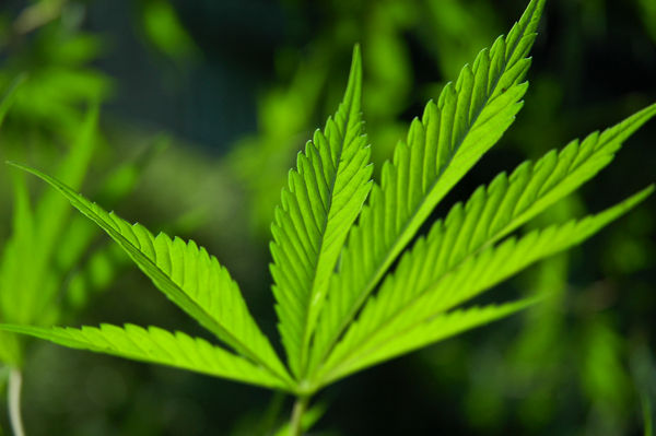 Cannabis: depenalizzazione per uso terapeutico in cdm