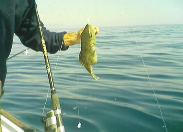 pesce palla velenoso