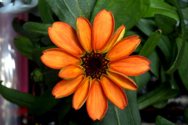zinnia