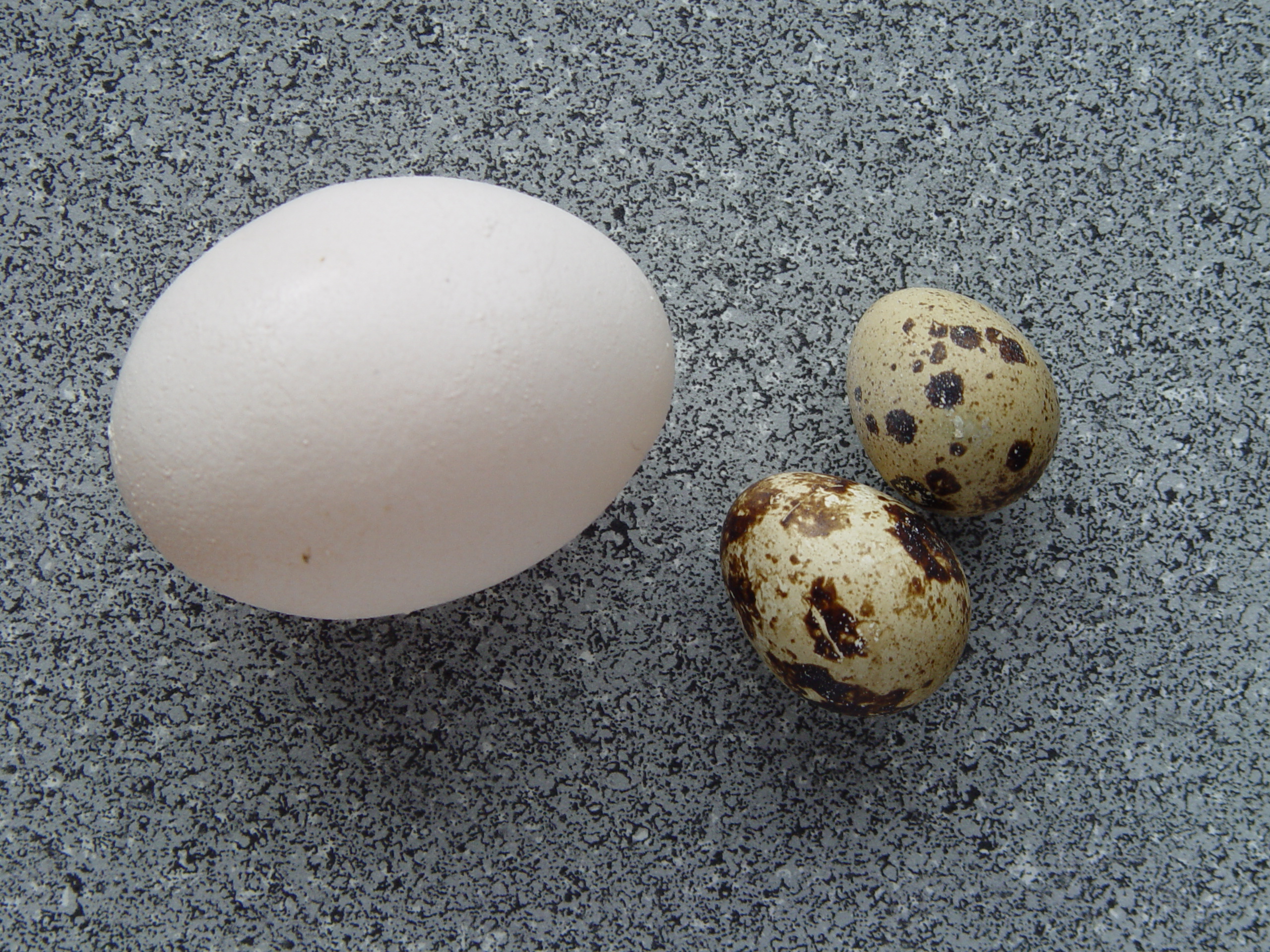 Coturnix_coturnix_eggs