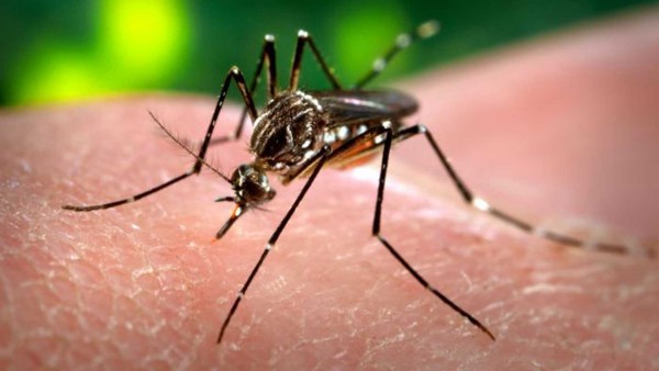 Il virus Zika allarma e preoccupa sempre di più Il virus Zika allarma e preoccupa sempre di più