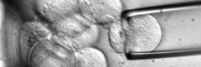 Inghilterra autorizza esperimenti sugli embrioni con la manipolazione genetica Inghilterra autorizza esperimenti sugli embrioni con la manipolazione genetica