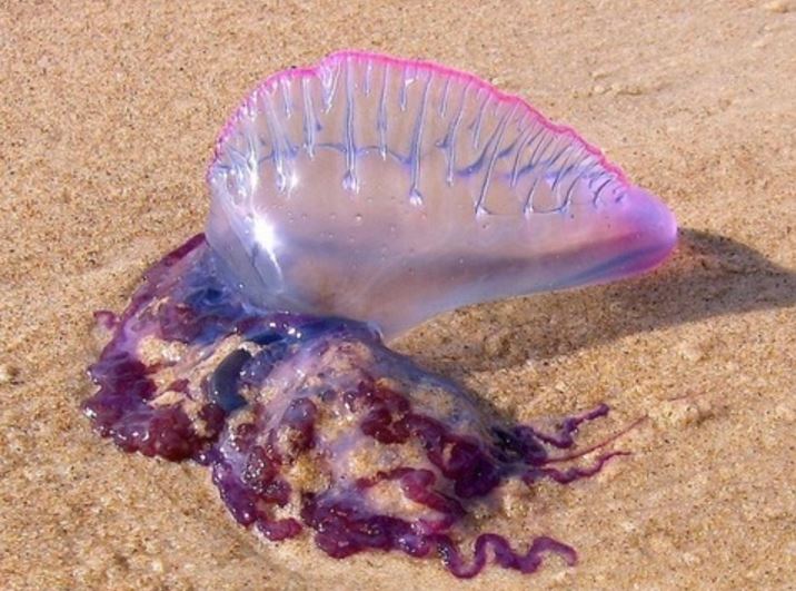 medusa killer