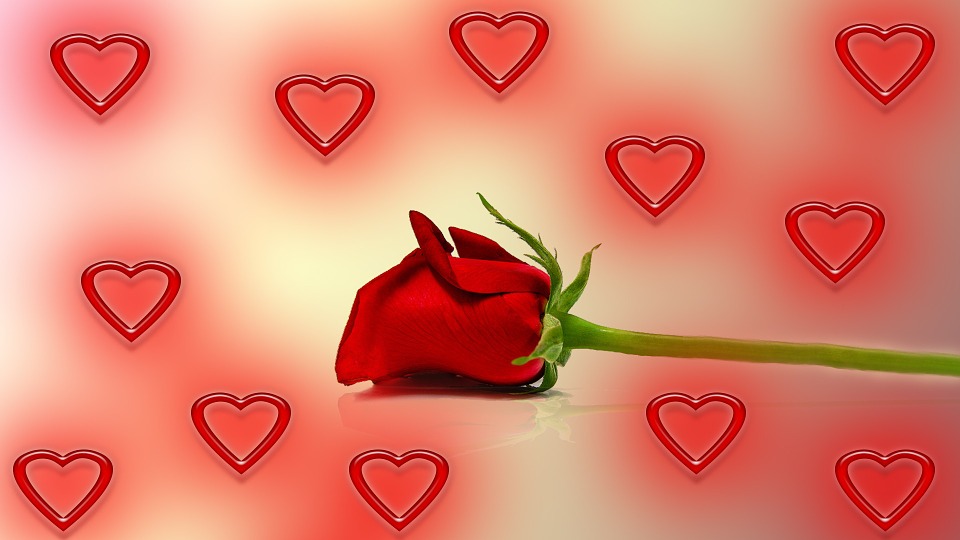 rose-260822_960_720