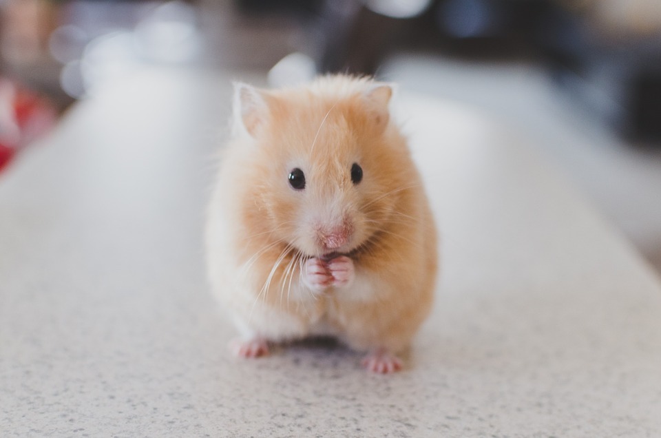 hamster-690108_960_720