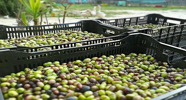 olio