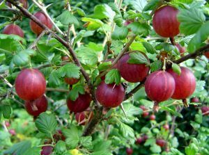 Ricette: crumble all'uva spina